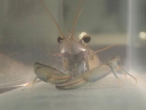 Réf. 182 733 : Macrobrachium latimanus